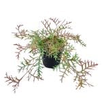 2L Grevillea - Grevillea rivularis Bronze Rambler