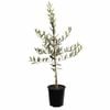 Plant Olive Chemali 3.5l