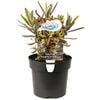 140mm Hebe Surf Coast - Hebe speciosa