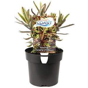 140mm Hebe Surf Coast - Hebe speciosa