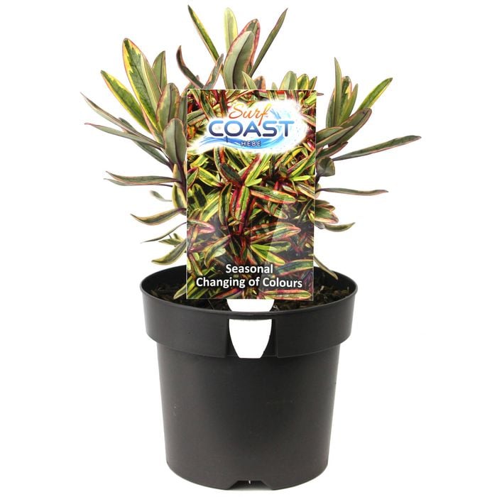 140mm Hebe Surf Coast - Hebe speciosa