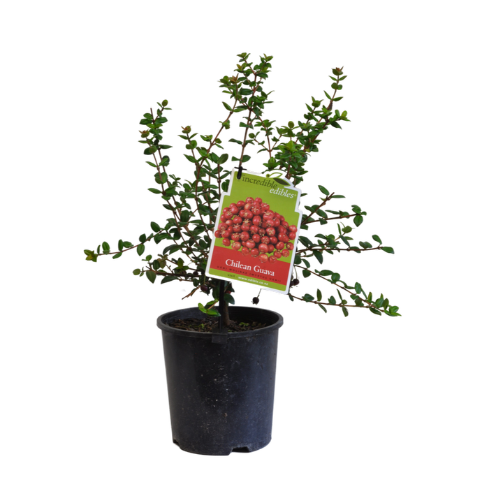 1.9L Chilean Guava - Myrtus ungi - Incredible Edibles Range