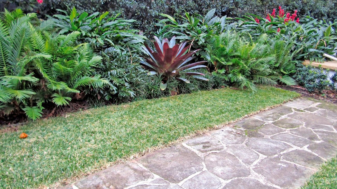 Cycads plant.