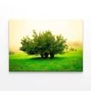 Grassland Scene  Print 100% Australian Made 75 x 50cm  (Stretched)