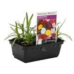 Carnation Fragrant Mix Punnet - Dianthus caryophyllus