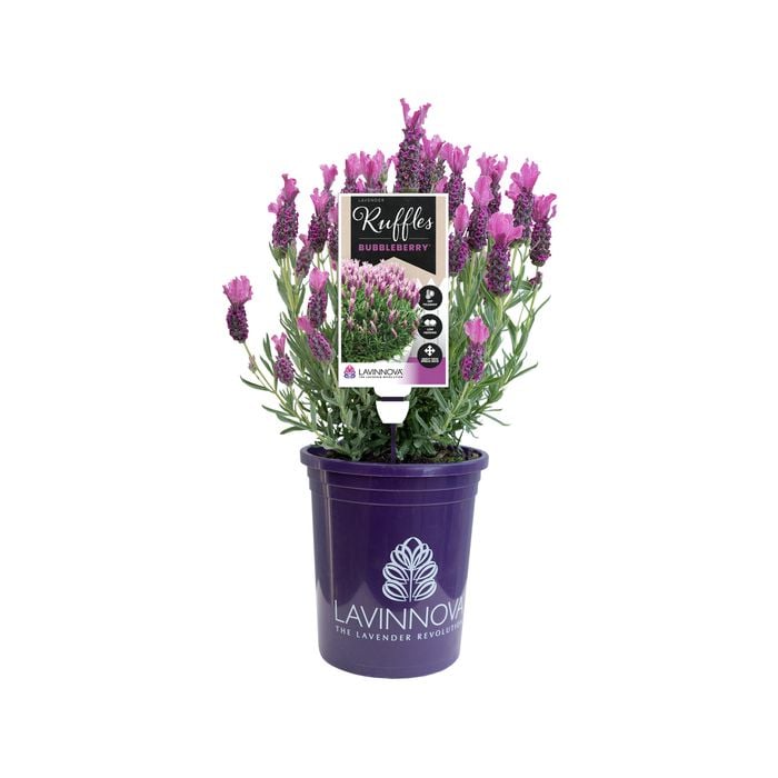 140mm Lavander Bubbleberry Ruffles - Lavandula hybrid
