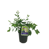 3L Blueberry Sapphire Blue - Vaccinium virgatum PFRblue129