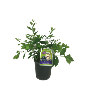 3L Blueberry Sapphire Blue - Vaccinium virgatum PFRblue129