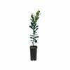 4L Lime Kaffir Grafted - Citrus hystrix