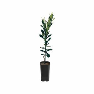 4L Lime Kaffir Grafted - Citrus hystrix