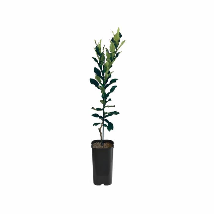 4L Lime Kaffir Grafted - Citrus hystrix
