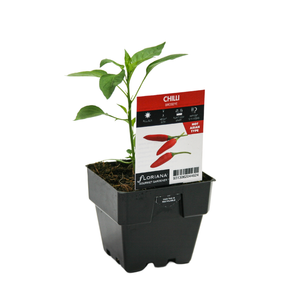 100mm Chilli Birdseye - Capsicum annuum