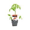 100mm Tomato Sweetbite - Lycopersicum esculentum - Floriana Gourmet Gardner