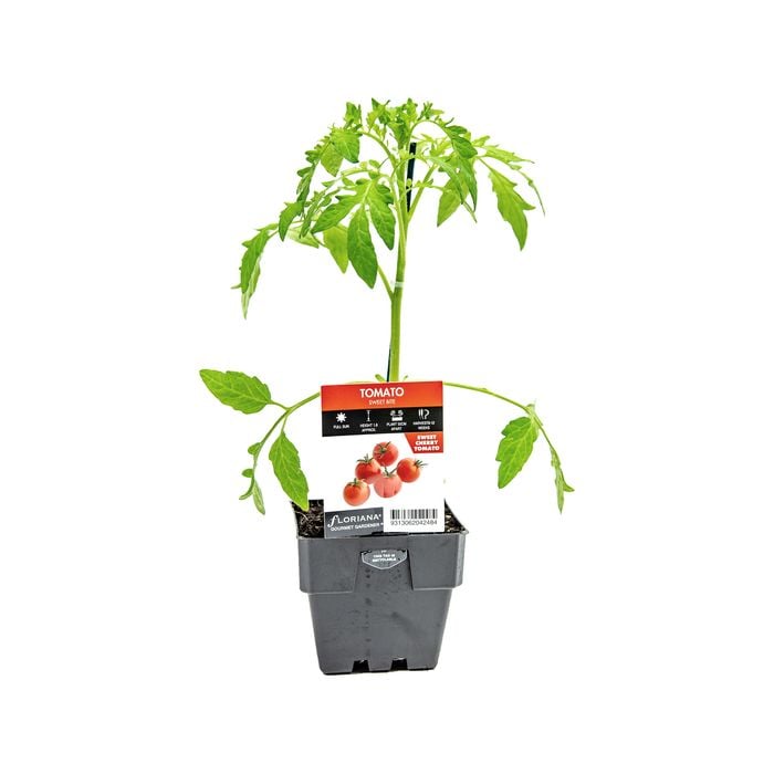 100mm Tomato Sweetbite - Lycopersicum esculentum - Floriana Gourmet Gardner