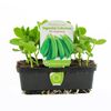 Punnet Pea Sugar Snap - Pisum sativum Saccharatum