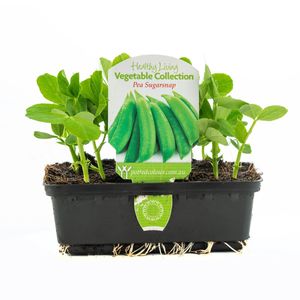 Punnet Pea Sugar Snap - Pisum sativum Saccharatum