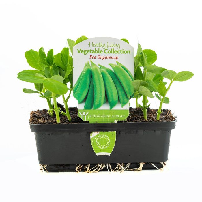Punnet Pea Sugar Snap - Pisum sativum Saccharatum