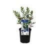 140mm Hebe Lake - Hebe speciosa 'Lake'