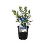140mm Hebe Lake - Hebe speciosa 'Lake'