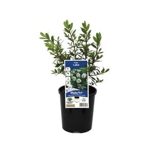 140mm Hebe Lake - Hebe speciosa 'Lake'