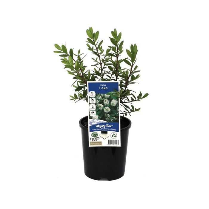 140mm Hebe Lake - Hebe speciosa 'Lake'