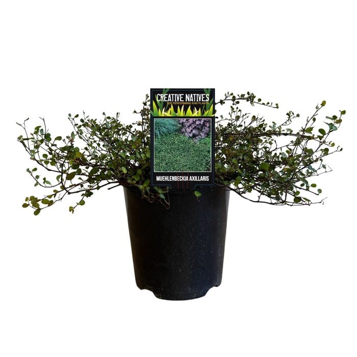 1.9L Creeping Wire Vine - Muehlenbeckia Axillaris