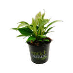 120mm Philodendron Birkin - Philodendron