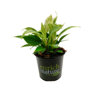 120mm Philodendron Birkin - Philodendron