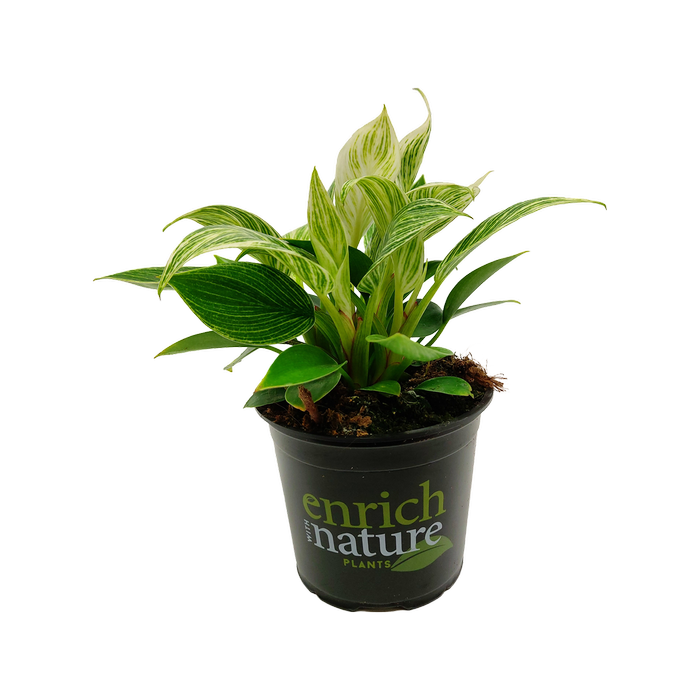 120mm Philodendron Birkin - Philodendron