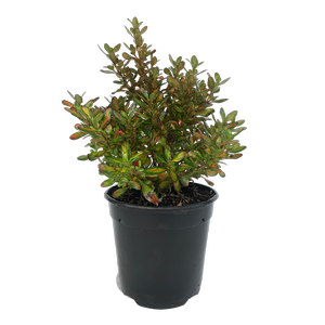 2.5L Mirror Plant - Coprosma Lemon And Lime Gold
