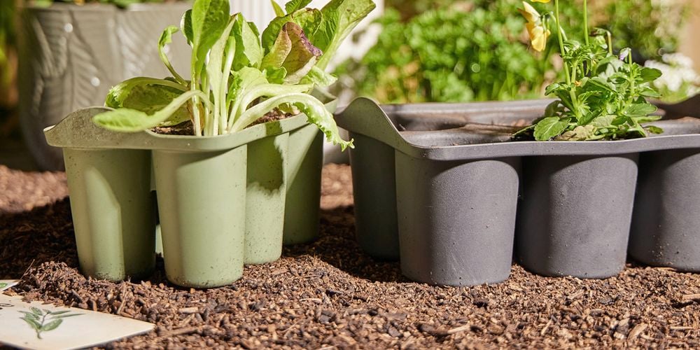 Backyard
  Farmer's Flori includes Punnet Trays. 
