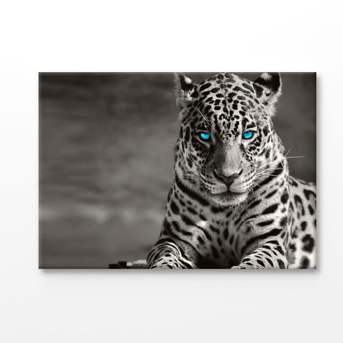 B&W Tiger With Blue Eyes  Print 100% Australian Made 150x100cm (Stretched Canvas)