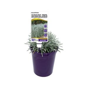 140mm - Helichrysum Icicles