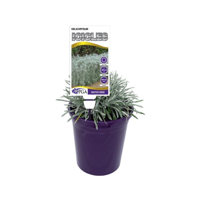 140mm - Helichrysum Icicles