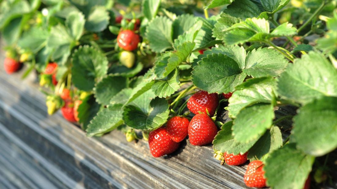 Close up of a strawberry plant.