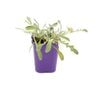85mm Gazania Harvest - Gazania hybrid