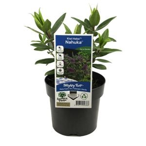 140mm Kiwi Hebe Nuhaka - Hebe x andersonii