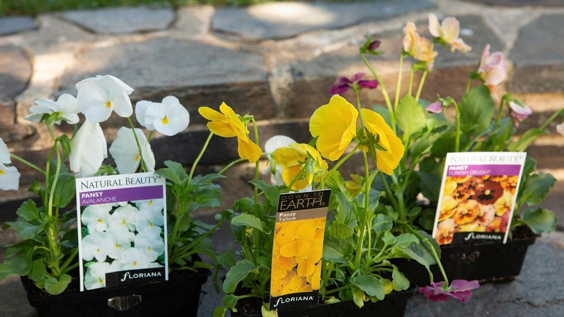 A variety of pansies in punnets