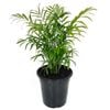 180mm Parlour Palm - Chamaedorea elegans