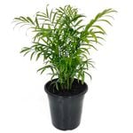 180mm Parlour Palm - Chamaedorea elegans