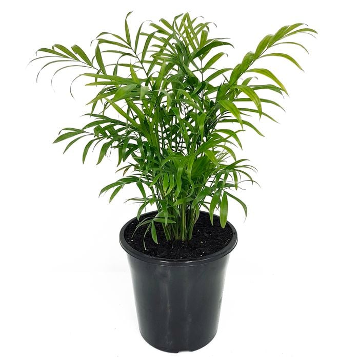180mm Parlour Palm - Chamaedorea elegans