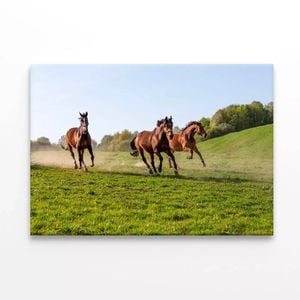 Three Horses at Full Gallop View  Print 100% Australian Made 75 x 50cm  (Stretched)