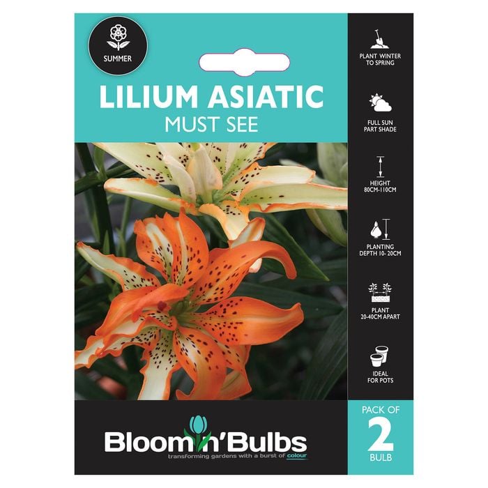 Bloomin' Bulbs Lilium Asiatic Must See - Lilium hybrid - 2 Pack