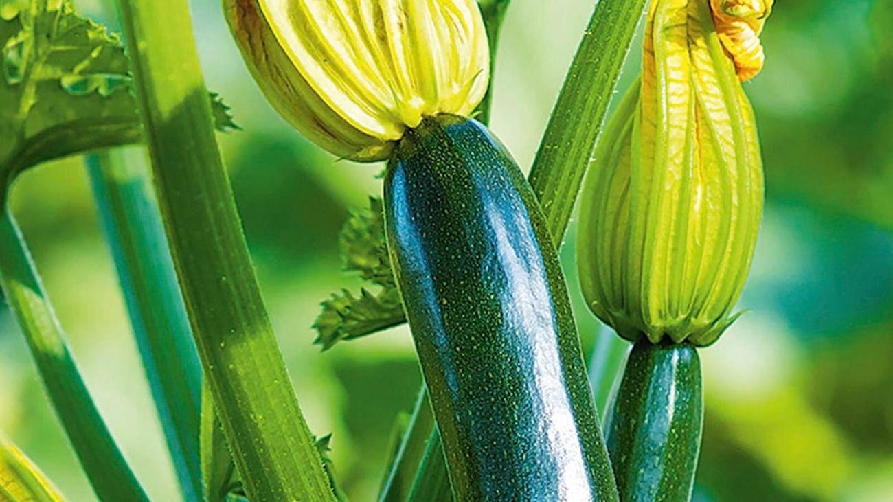 Ripe zucchini with flowers.