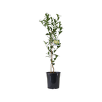 200mm Camellia Green Tea - Camellia sinensis
