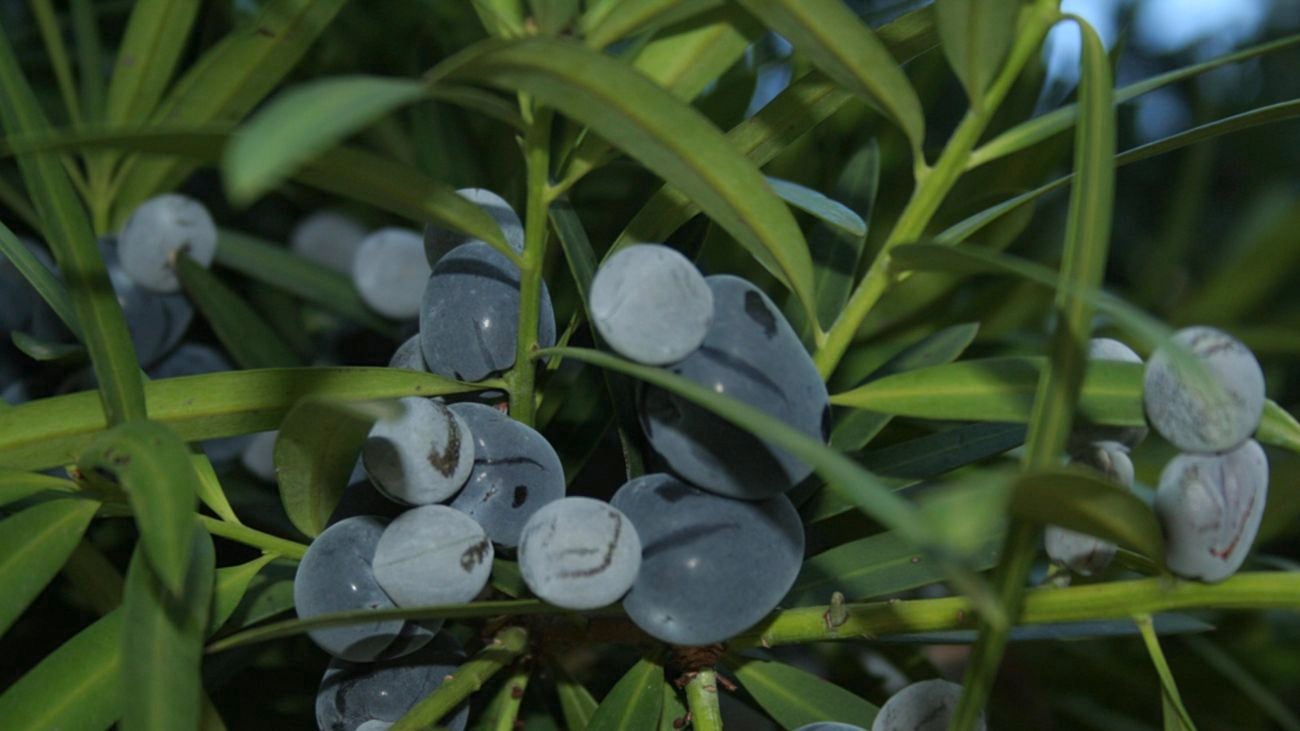 An Illawarra plum bush with fruit