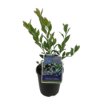 1.9L Blueberry Reka - Vaccinium corymbosum - Incredible Edibles Range