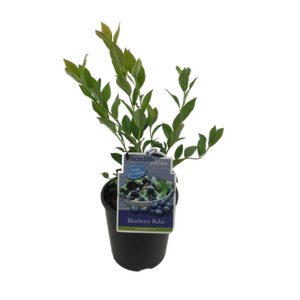1.9L Blueberry Reka - Vaccinium corymbosum - Incredible Edibles Range