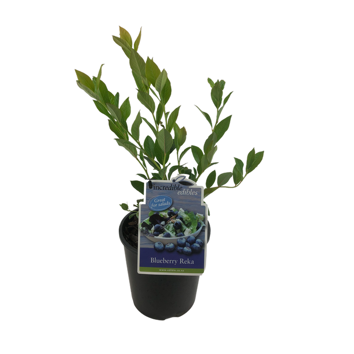 1.9L Blueberry Reka - Vaccinium corymbosum - Incredible Edibles Range