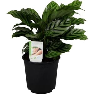 120mm Calathea Freddy - Prayer Plant
